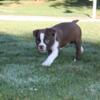 AKC Boston Terrier Puppies