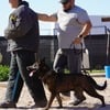 Dutch Shepherd Puppies