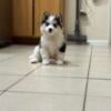 Pomsky puppies for sale 3 girls and one boy