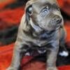 ROMAN GUARD  AKC:ICCF world champion bloodlines litter