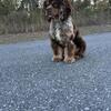 AKC cocker spaniel Studs