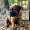 ICCF Cane Corso Puppies