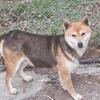 Bred Shiba Inu !