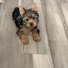 Merle Yorkie Female Pup