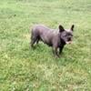 AKC Female French Bulldog