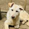 White and cream German Shepherd puppy for sale