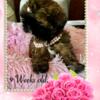 Sweet Shih Tzu female puppy available