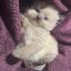 Himalayan Persian Kittens