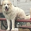 Great Pyrenees ready to find their forever home!