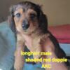 Mini dachshund male puppies longhair