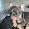 Beautiful chocolate TP French bulldog pup