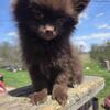 Pomchi SOLD