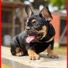 Female French Bulldog Puppy