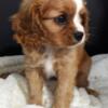 Cavalier King Charles Spaniel Female Puppy AKC (Percy's)