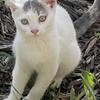 White cat Lapeer 