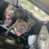 ABKC American Bullies