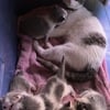 Momma and her 5 babys