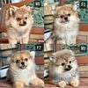 Very Cute Unique Beautiful Baby Pomeranians