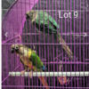 Proven Conure Pairs