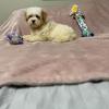 YorkiePoo Puppy