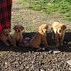 Golden Retriever Puppies