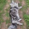 Beautiful silver tabby girl