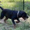 AKC Male Rottweiler puppy 8 mo. old