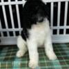 Goldendoodle Gorgeous Black & White Male Parti Puppy