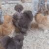 Silkie & Satin Chickens(all ages and feather type)