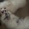 RESCUE Pair of Two Deaf Double Merle Rescues light gray blue eyes Pom Pomeranian