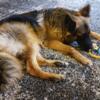 12 month old LH female German Shepherd for rehoming