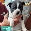 Boston Terrier Puppies