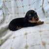 Long Haired Daschund puppies!  REDUCED!