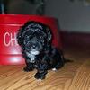 Shorkie poos