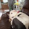 Female American pitbull