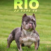Pocket Bully Stud