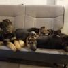 German Shepherd Puppies