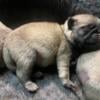 FAWN MALE AND FAWN FEMALE PUG PUP READY TO BE RESERVED