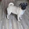 Ckc Registered Pug puppies