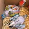Scarlet macaws