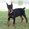 black and tan doberman puppies for sale