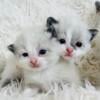 Beautiful litter of snowshoe kittens