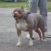 XL American Bully Stud