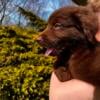 Aussiedoodle Red male