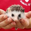 Hedgehog babies for sale in Texas