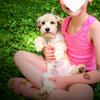 Male Havanese puppy