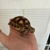 Yearling Sulcata Tortoises for sale