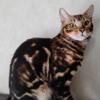 Bengal - Large, smart, stunning boy