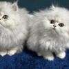 Silver shaded chinchilla persian kittens