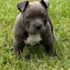 2 ABKC CLASSIC POCKET AMERICAN BULLY PUPPIES